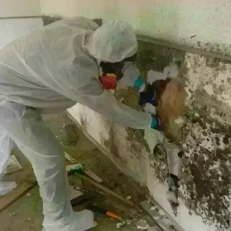 Mold Remediation and Removal in Charleston, IL